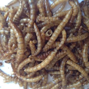 download eating mealworms