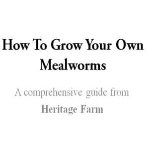 How to Grow Your Own Mealworms ebook 2