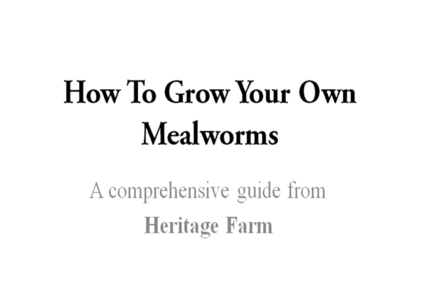 How to Grow Your Own Mealworms ebook 2