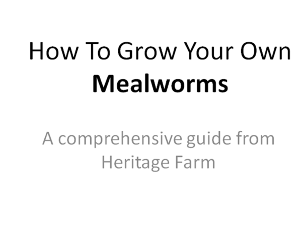 How to Grow Your Own Mealworms ebook
