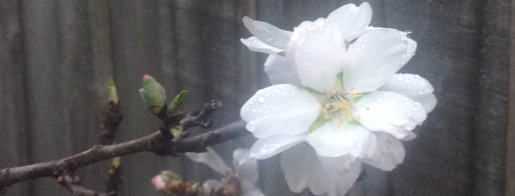 almond blossom