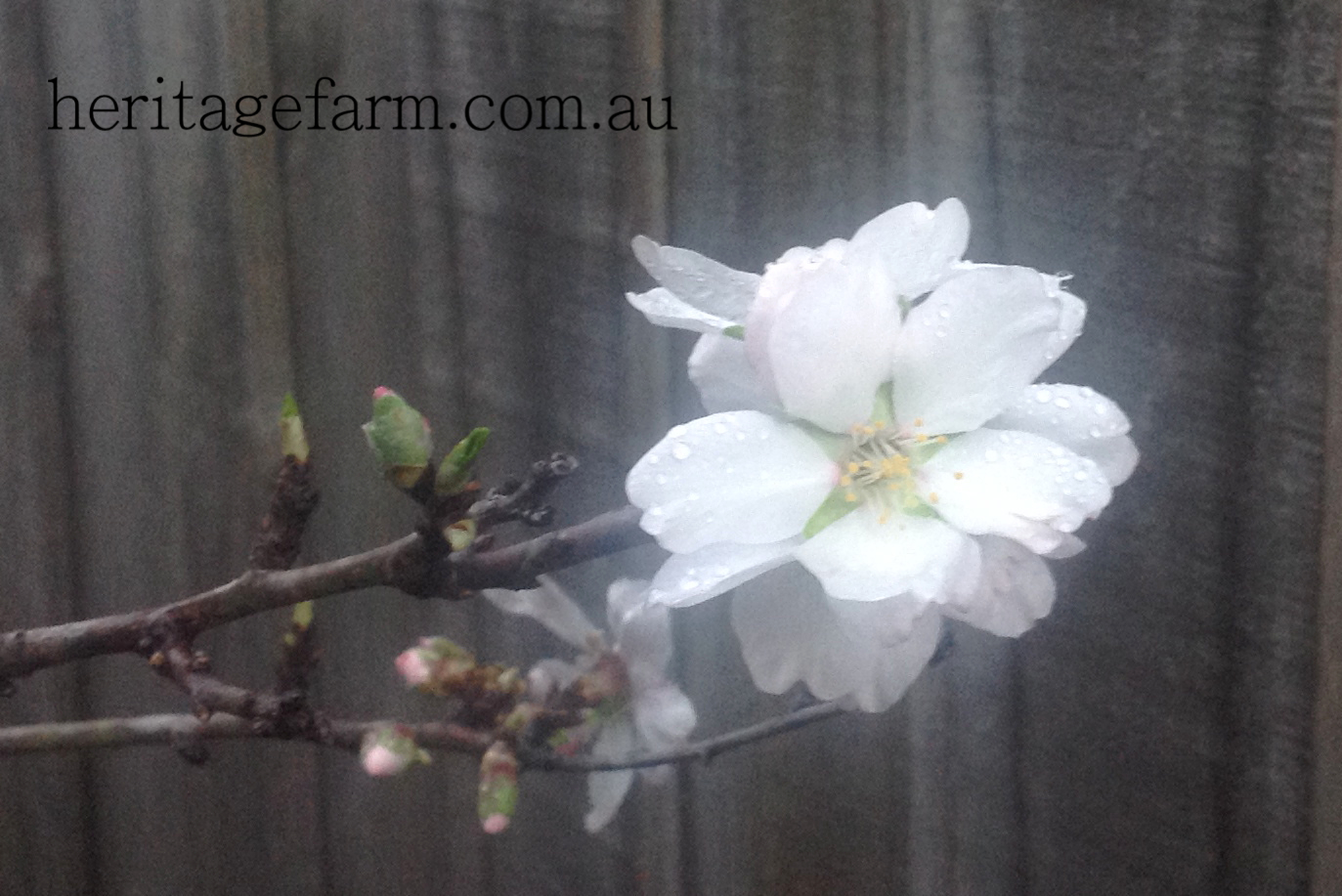 Almond Tree First To Blossom Last To Harvest Heritage Farm