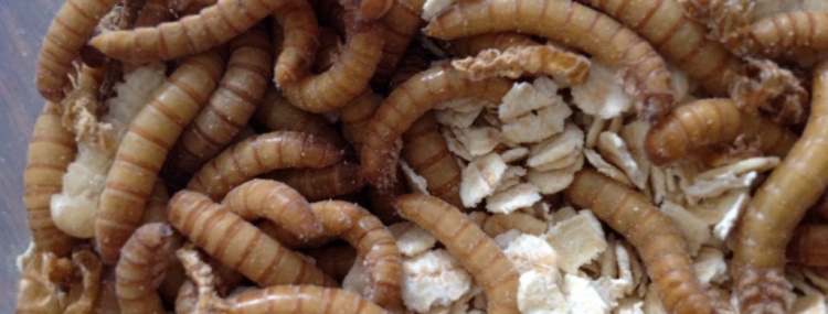 Mealworm Blog Post