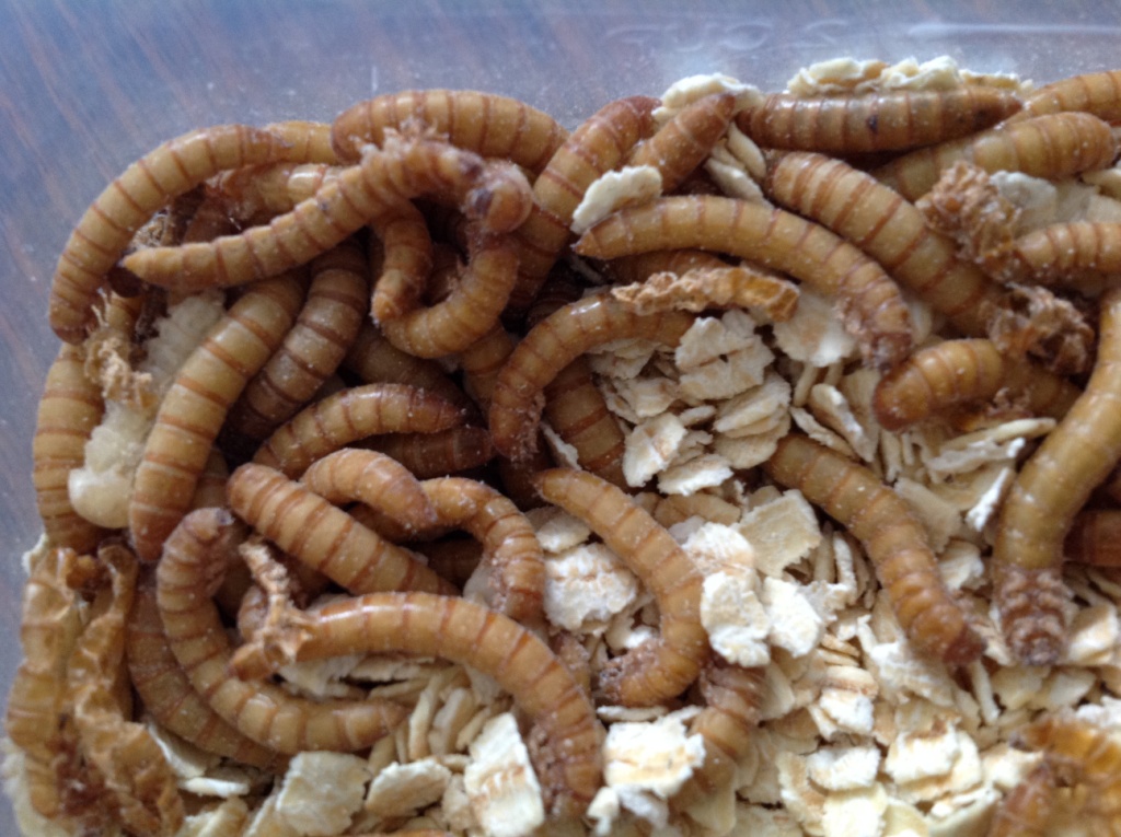 Mealworms Blog Post