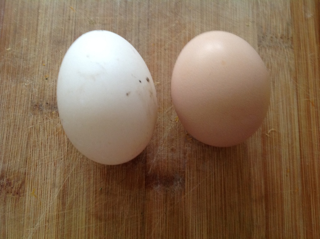 duck eggs and chicken eggs