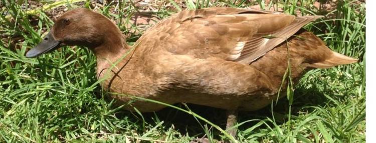 Buy and Sell Ducks