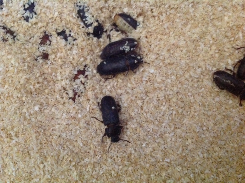 darkling beetle mealworm