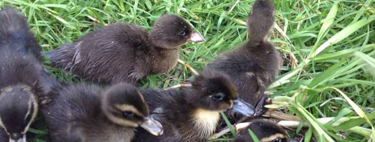 ducklings outside in the grass