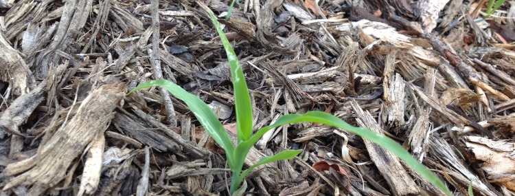 Growing popcorn