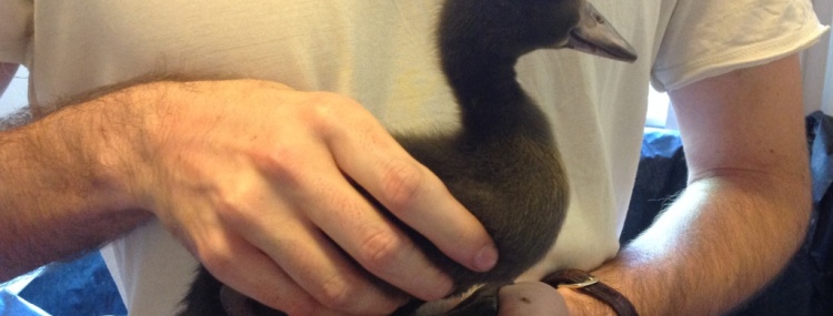 How to pick up a duck