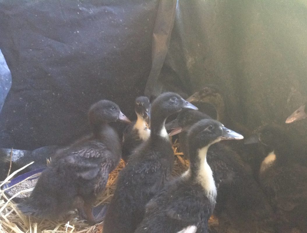 Learn on the job - ducklings at 25 days old