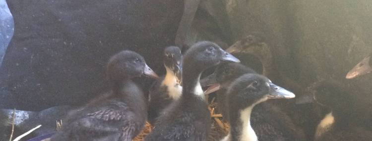 Learn on the job - ducklings at 25 days old