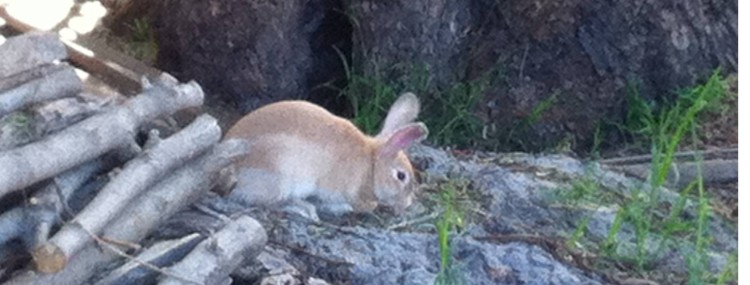 neighbourhood rabbit landscape