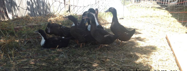 Cross breed ducks Red Hill Show
