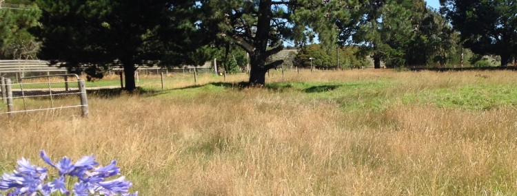 Front paddock at Vidamour Farm