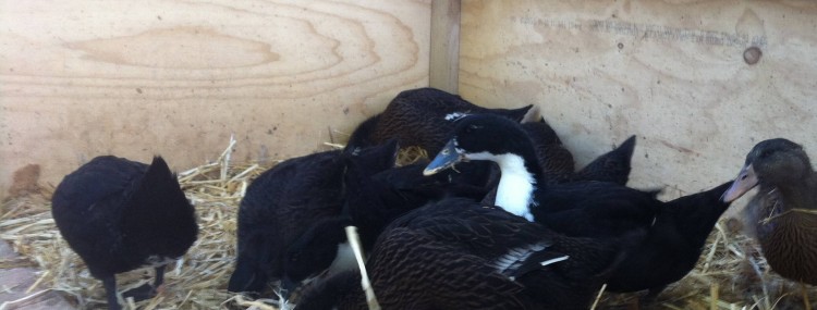 skittish ducks