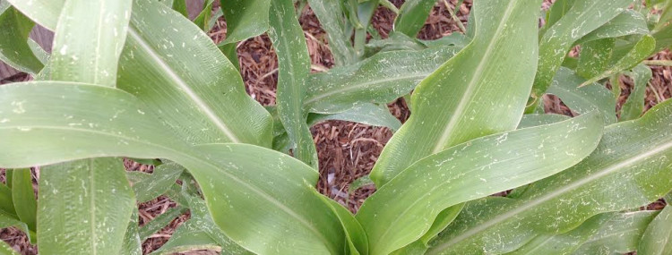 White Fly marks in Popcorn