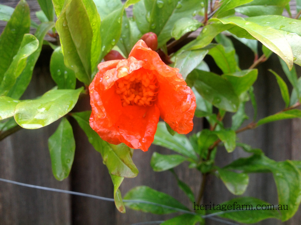 A crimson pomegranate flower: wonderful variety
