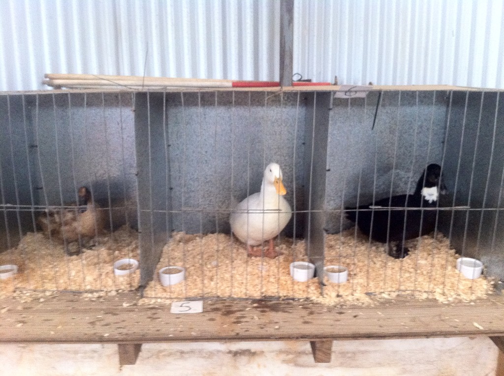 ducks at the red hill show