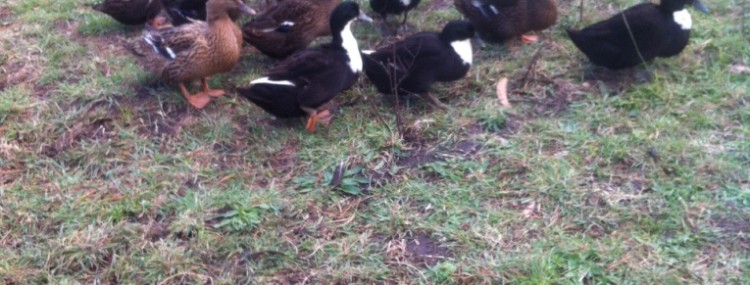Ducks are laying