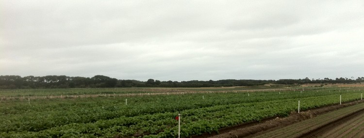 Richard Hawkes Potato Farm