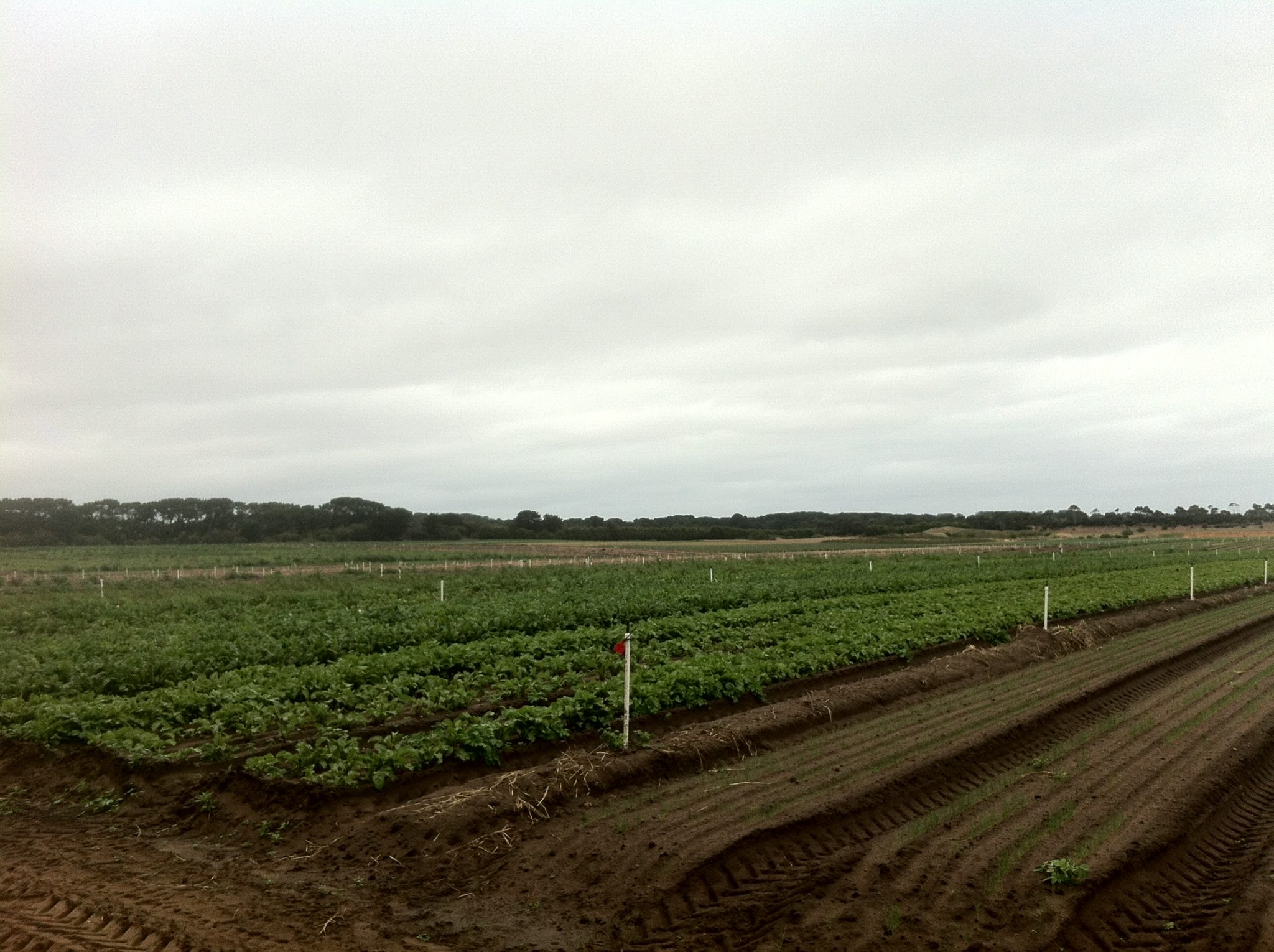 South Gippsland Dairy colostrum goes from paddock to plate