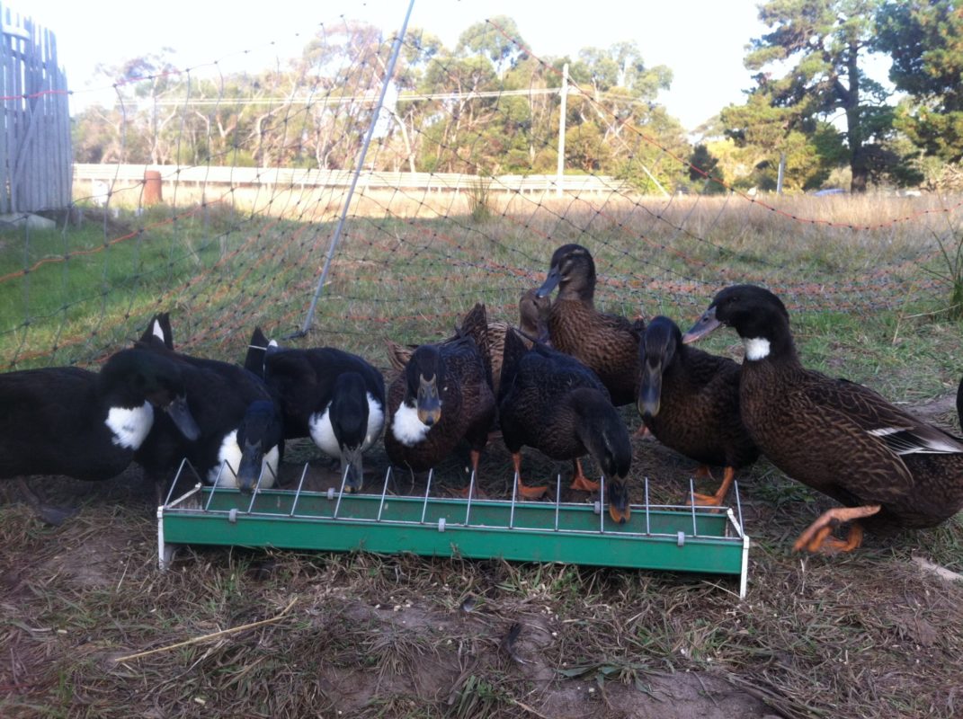 pet ducks