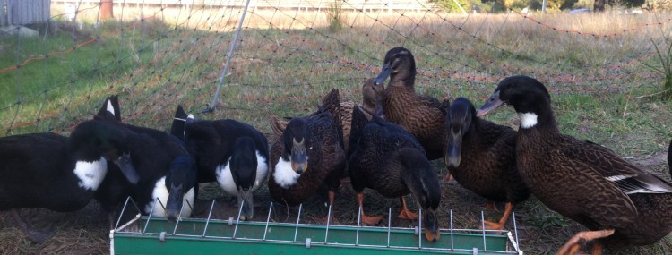 pet ducks