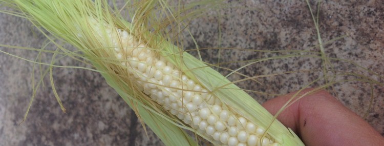 An immature miniature blue popcorn cob