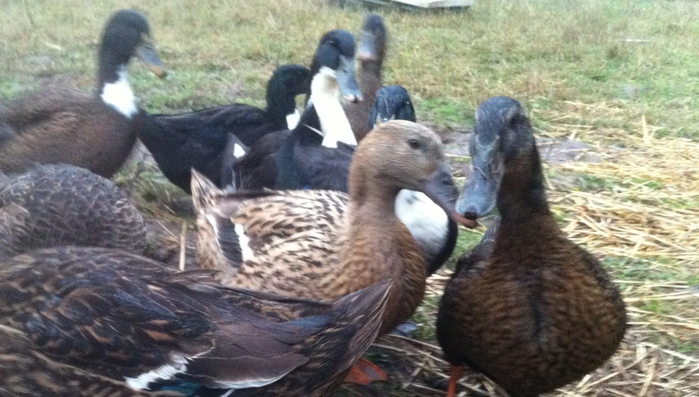 stressed ducks