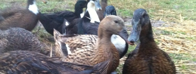 stressed ducks