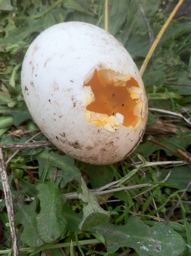 crow egg