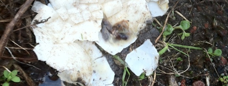 crow egg smashed
