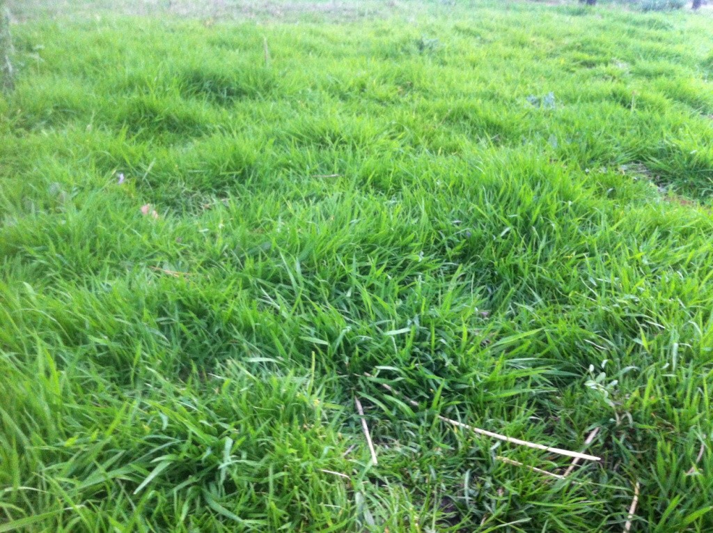 duck manure grass