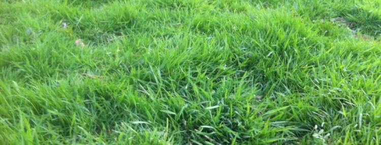 duck manure grass