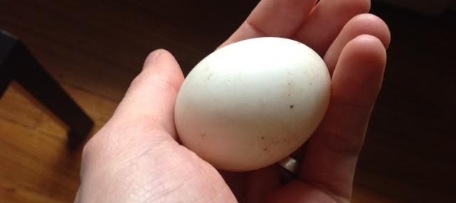 wash eggs
