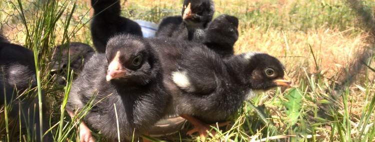 plymouth rock chicks
