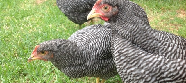 Plymouth Rock Chicken