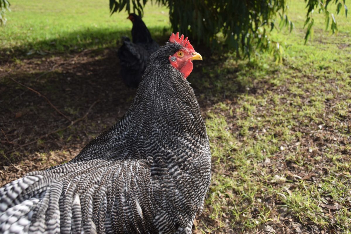 feathered updates - plymouth rock rooster