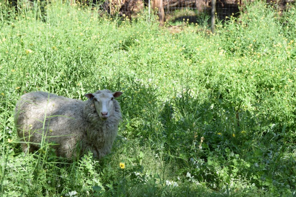 Finn ewe in weedy paddock