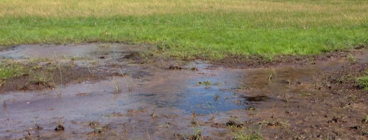 Soggy compacted clay paddocks