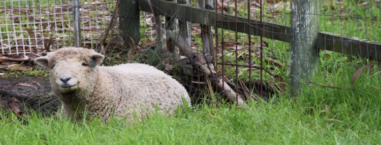 Babydoll southdown ran chewing cud
