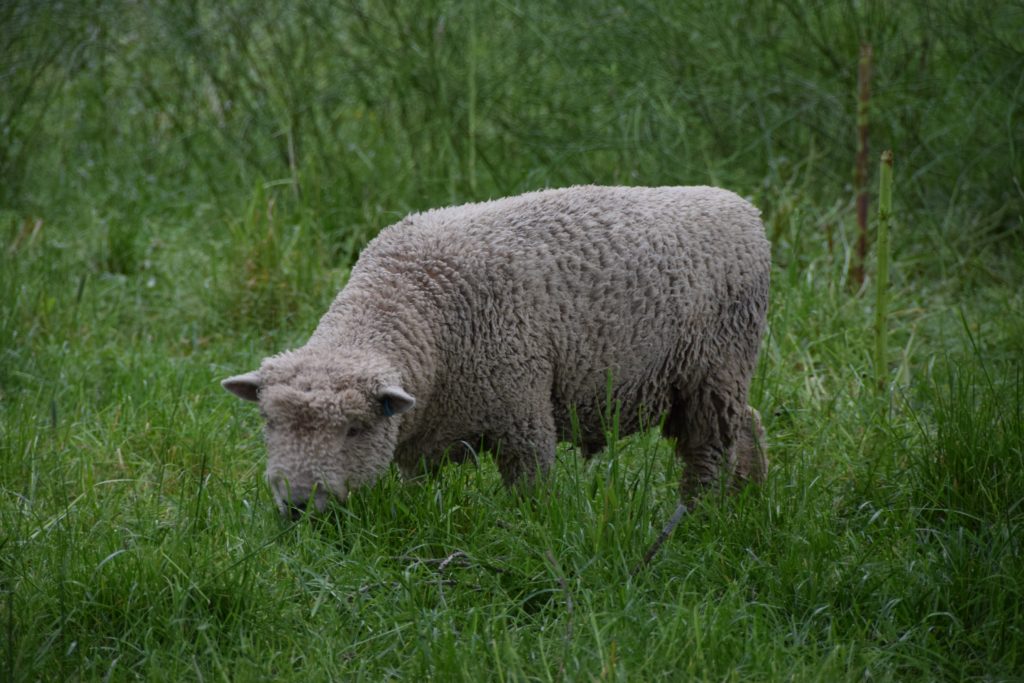 Sheep in vineyards