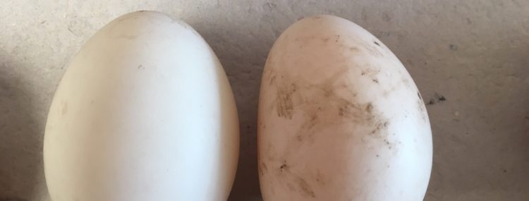 duck eggs