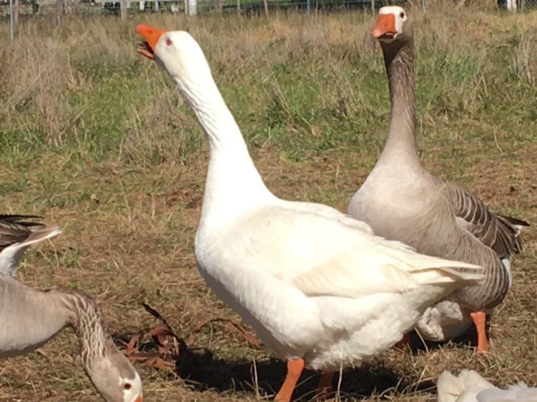 Clipping pilgim geese wings at heritage farm mornington peninsula