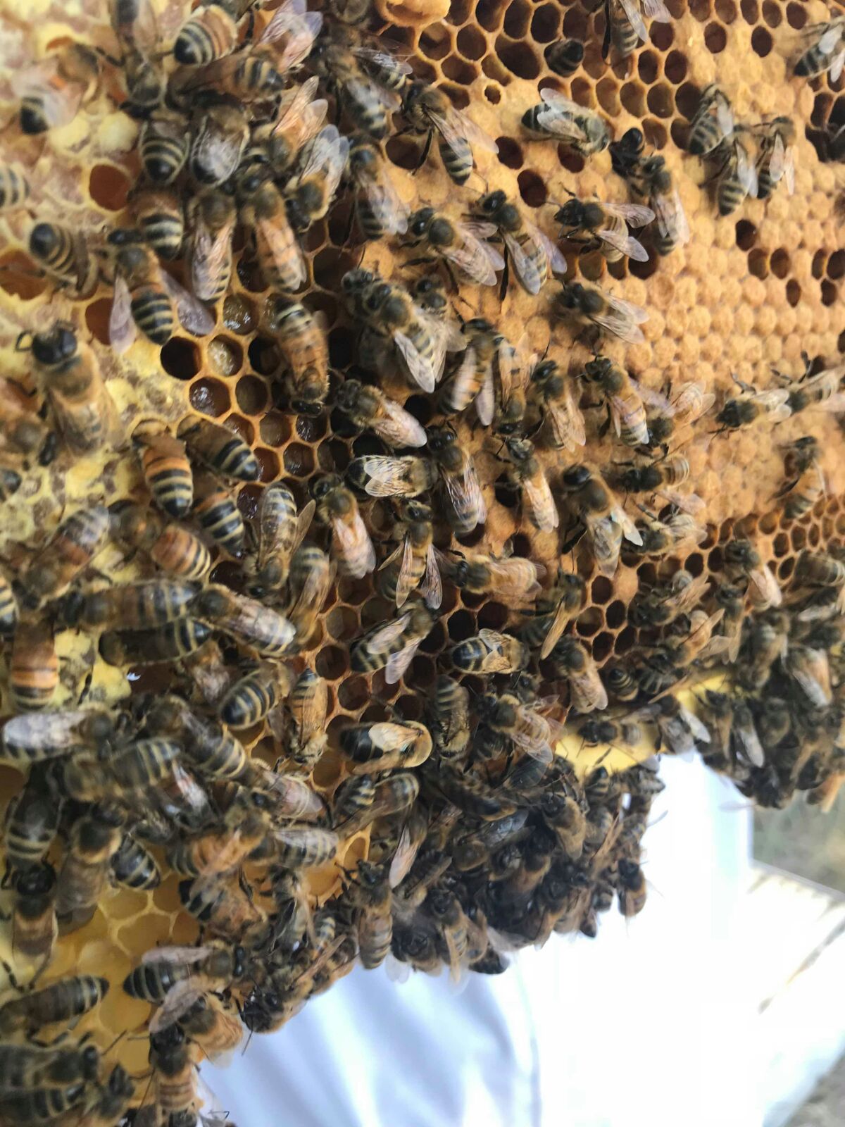 Bees at Heritage Farm