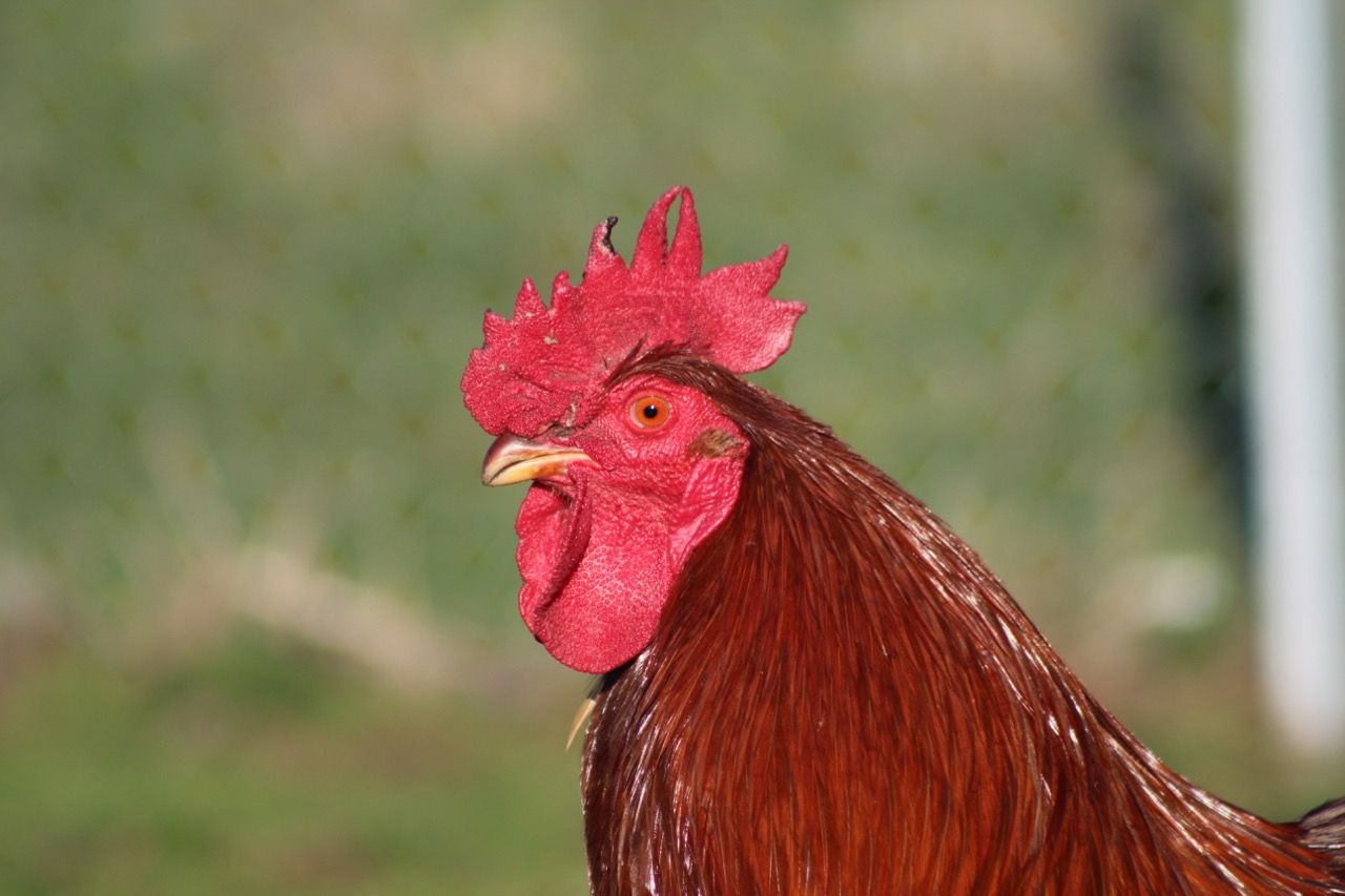 Heritage Farm - Rooster