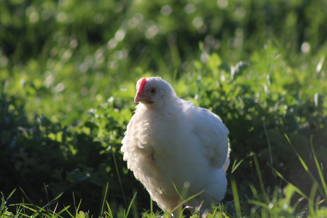 Heritage Farm - White Chick
