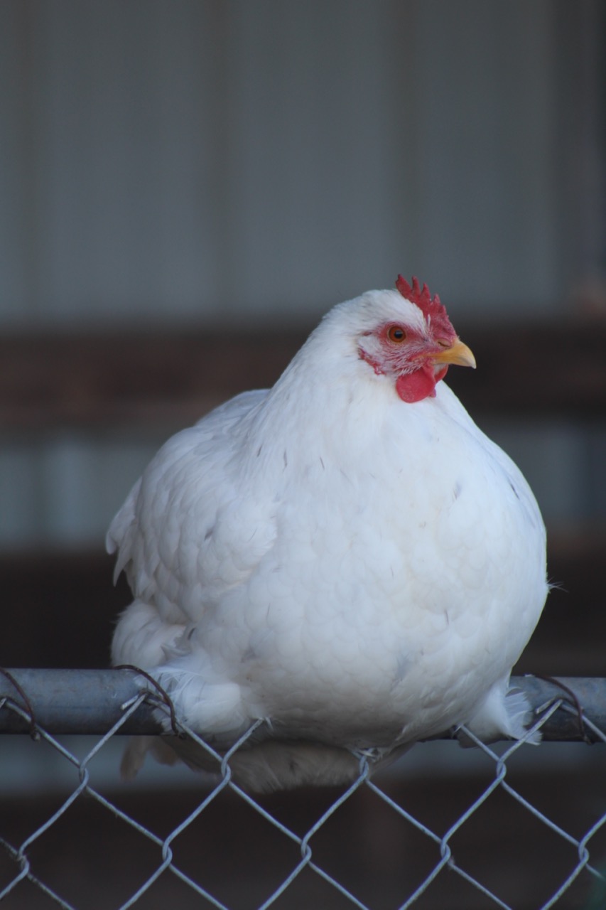 Heritage Farm - White Chicken