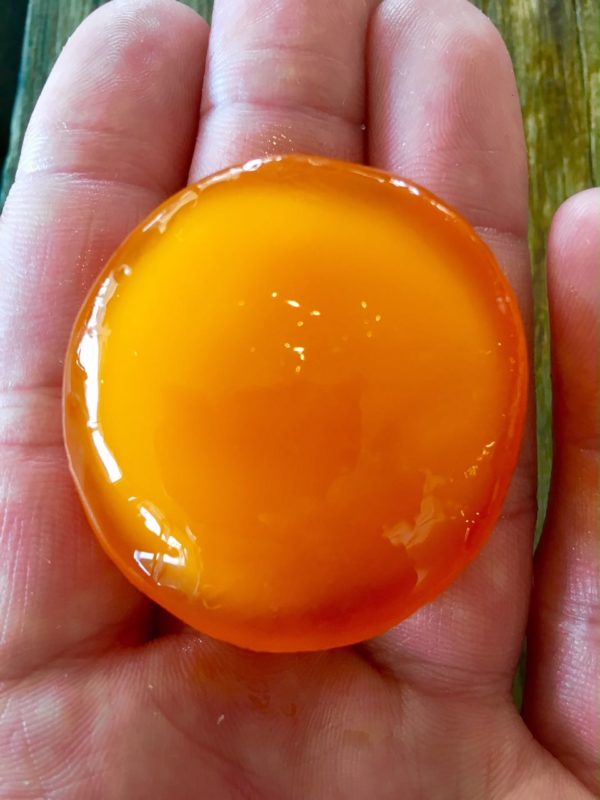 duck egg yolk at Polperro